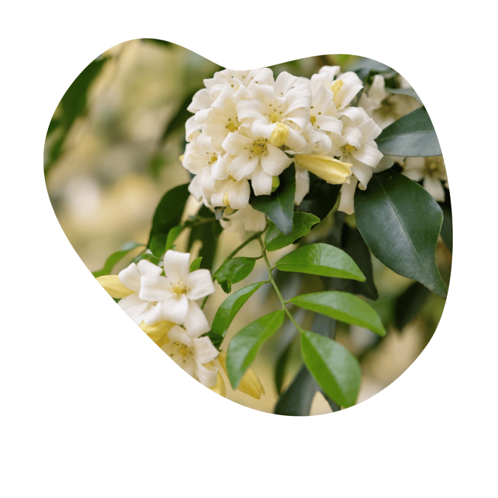 Weisse Jasminbl&uuml;ten mit gelben Knospen an gr&uuml;nen Zweigen, Sinnbild f&uuml;r die Meraki Duftwelten bei Beautylounge Basel.